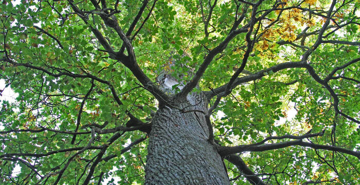 Chêne de la forêt du Galm