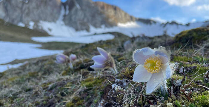Anémones de printemps