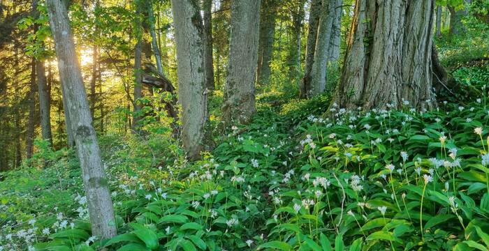 une forêt avec une lumière basse et des fleurs