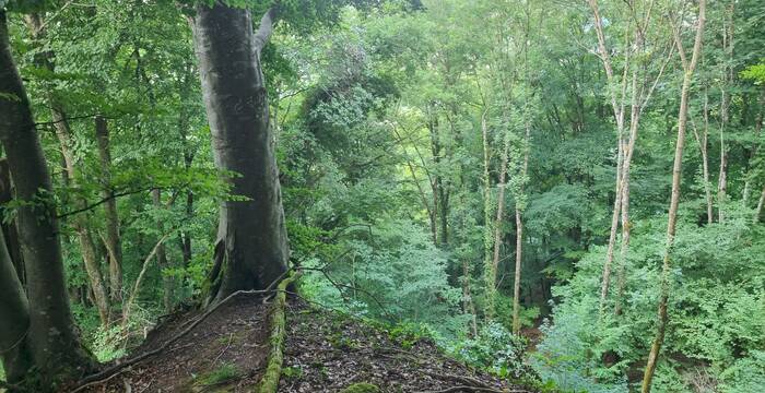 Forêt de pente avec un hêtre au premier plan