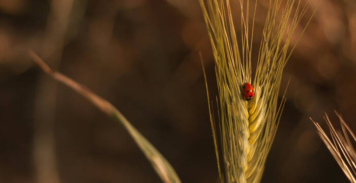Coccinelle dans un champ cultivé