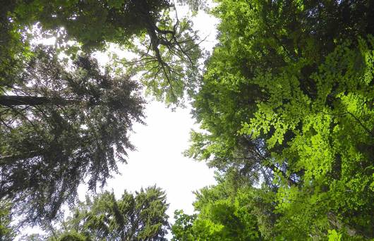 Arbres et changement climatique