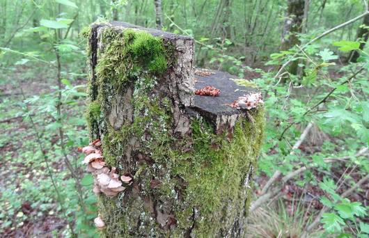 Coupe de bois