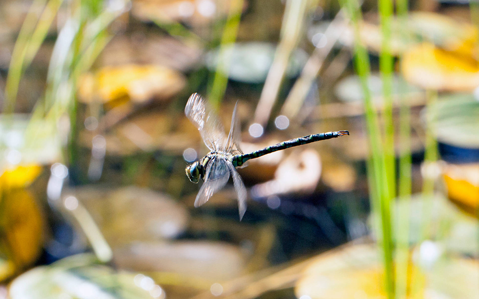 Libellule en plein vol © Matthias Sorg