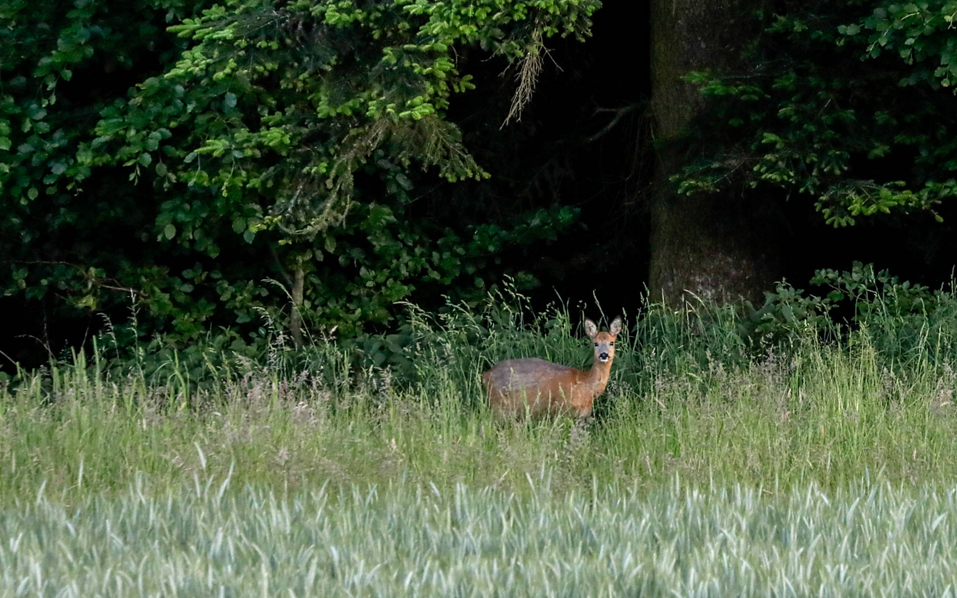 Reh im Wald © Matthias Sorg