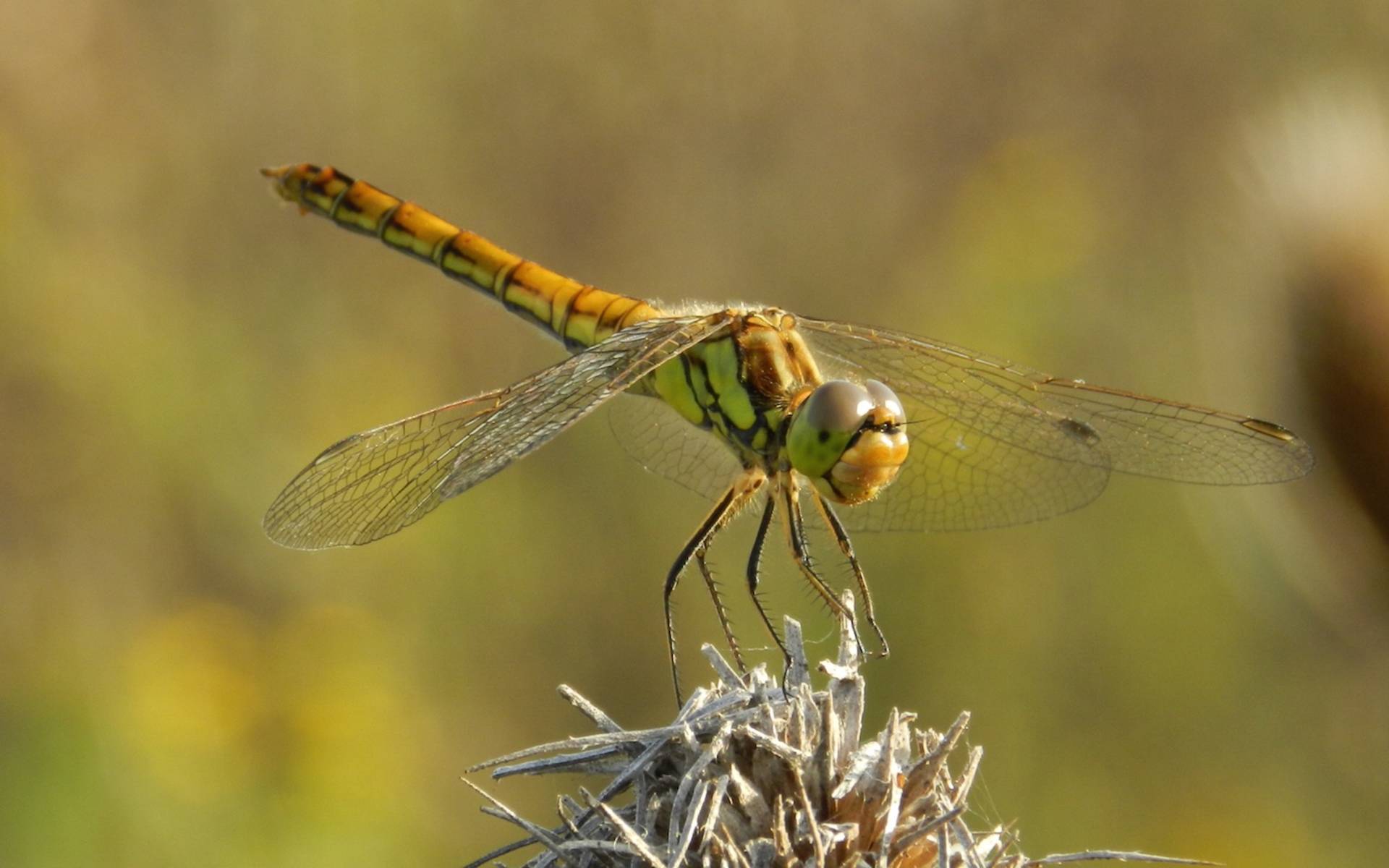 Libelle auf einer Pflanze © Sylvie Rotzetter