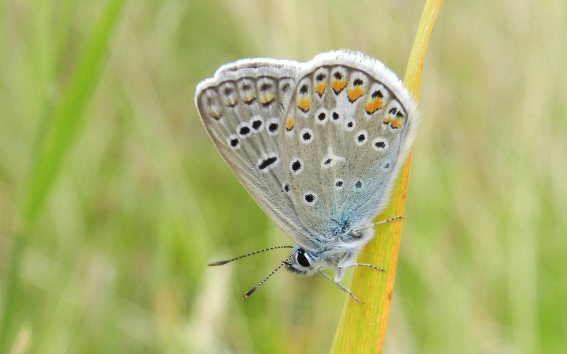 Schmetterling auf einem Grashalm © Sylvie Rotzetter