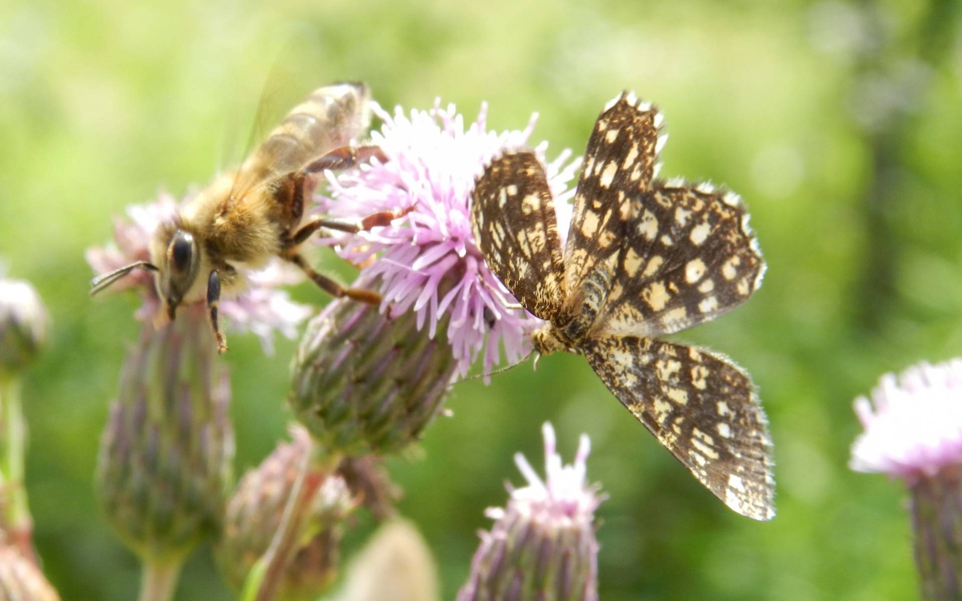 Bestäuber auf einer Blüte © Sylvie Rotzetter