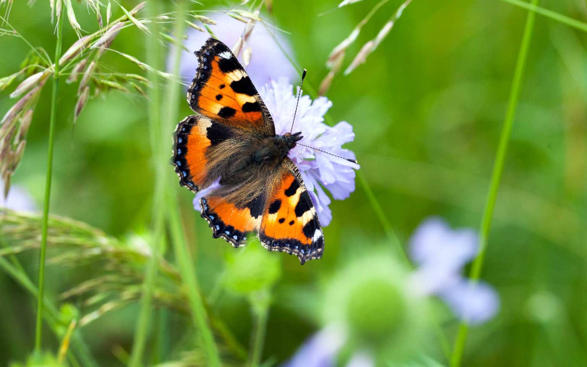 Schmetterling auf Nahrungssuche auf einer Feldblume © Pro Natura