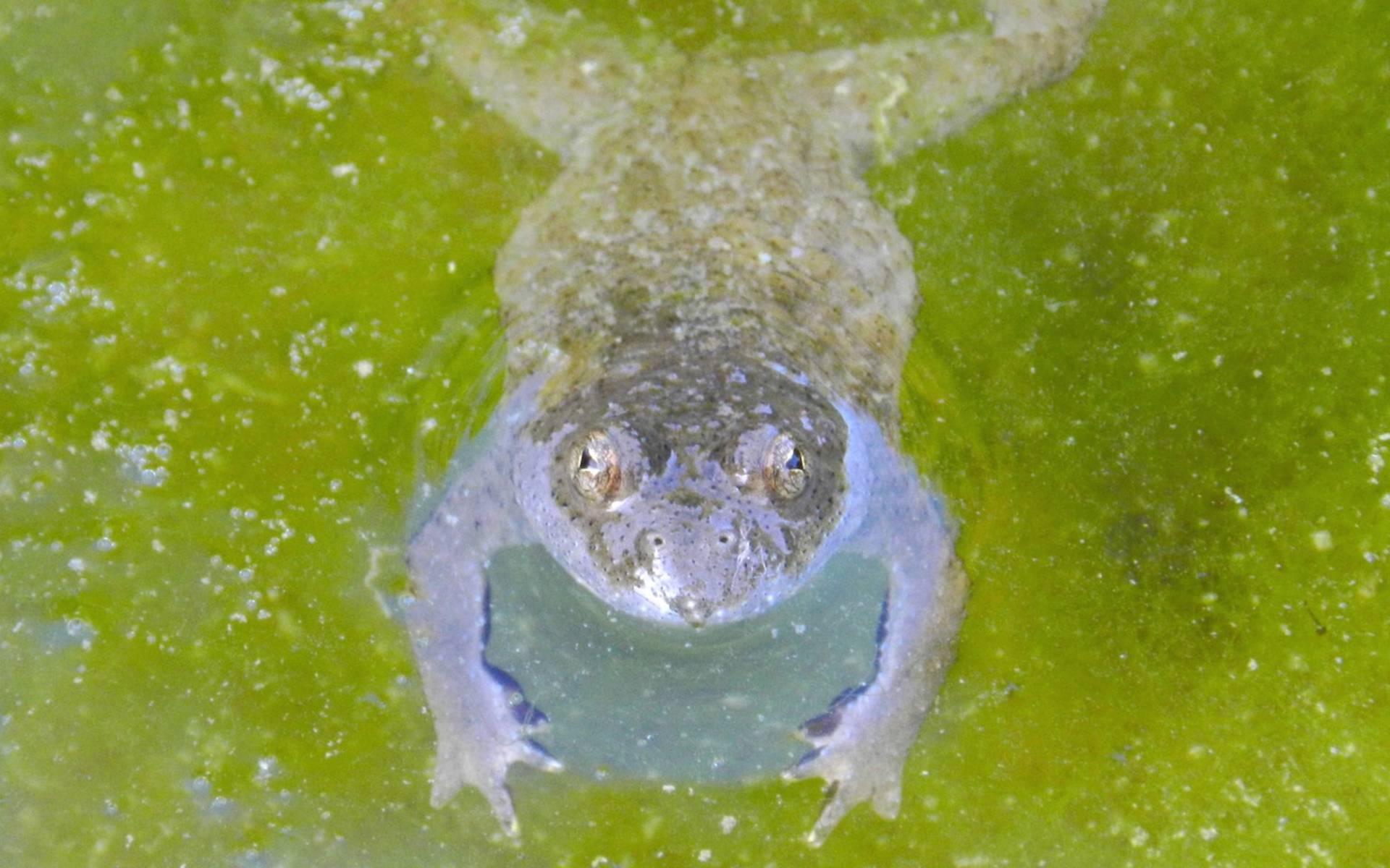 Gelbbauchunke im Wasser © Sylvie rotzetter