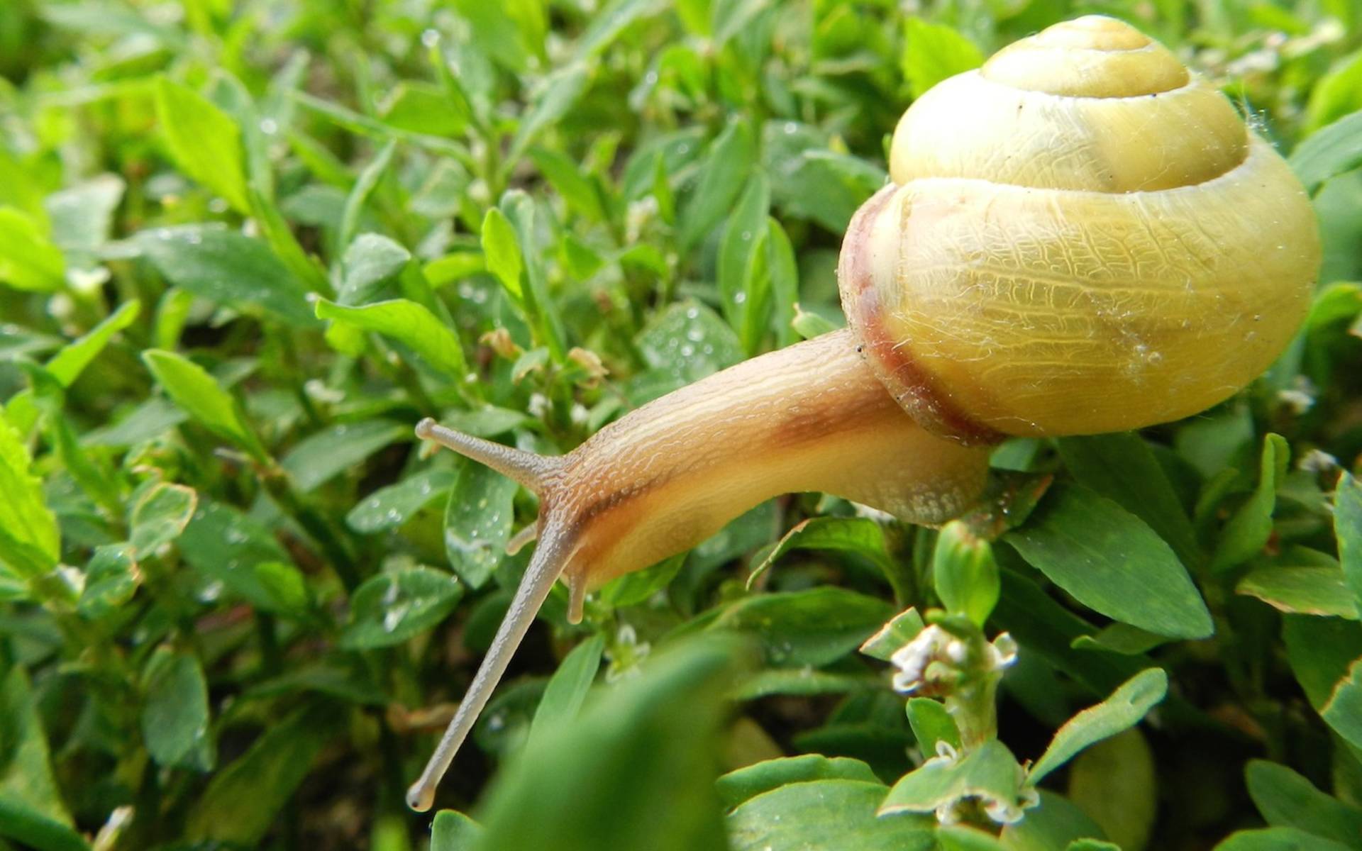 Schnecke © Sylvie Rotzetter