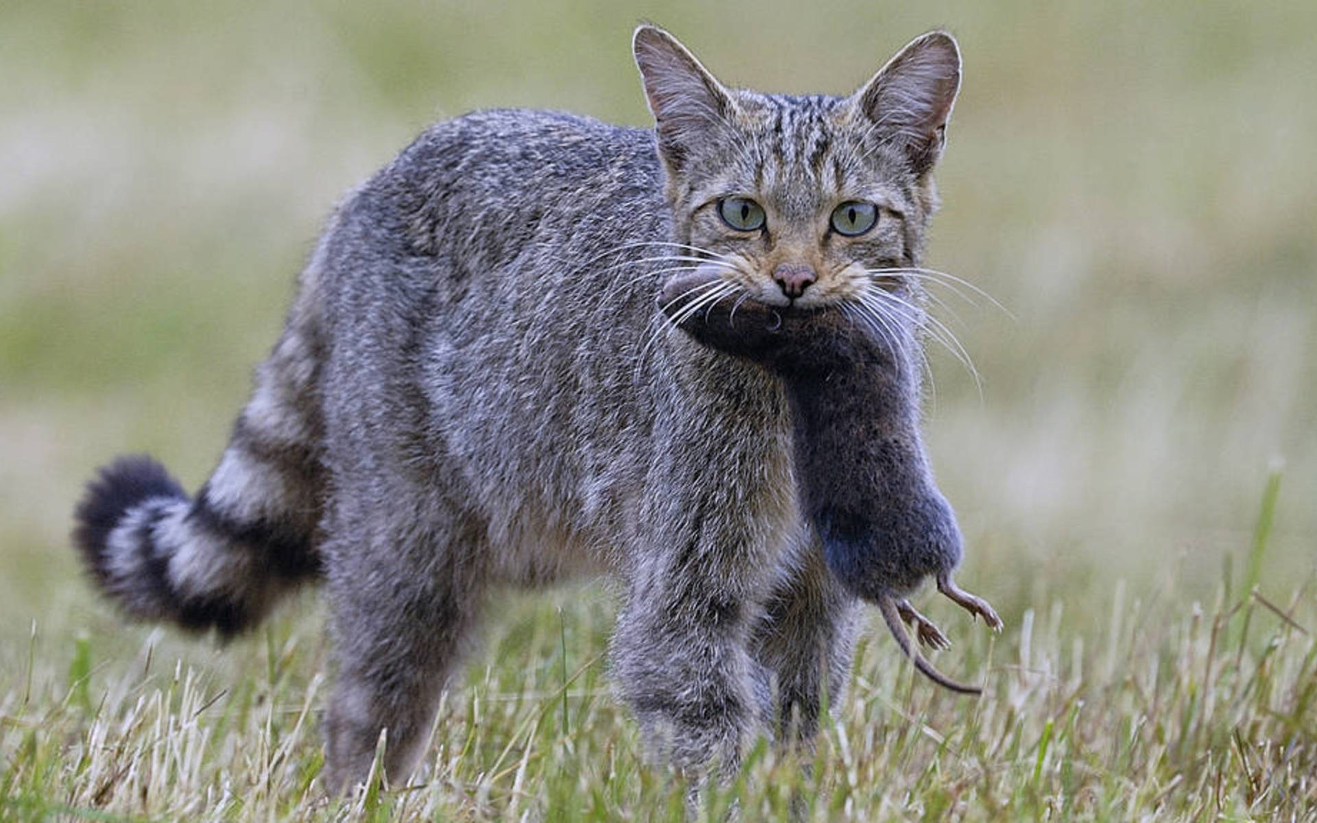 Chat Soleure