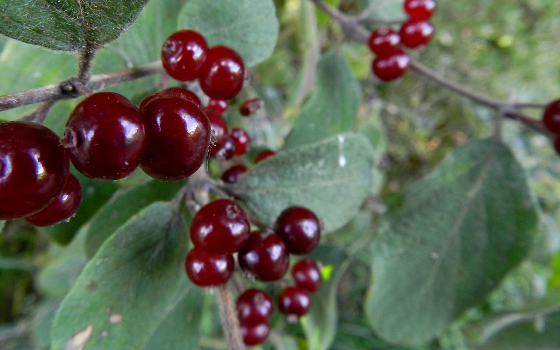 Rotes Geissblatt © Sylvie Rotzetter