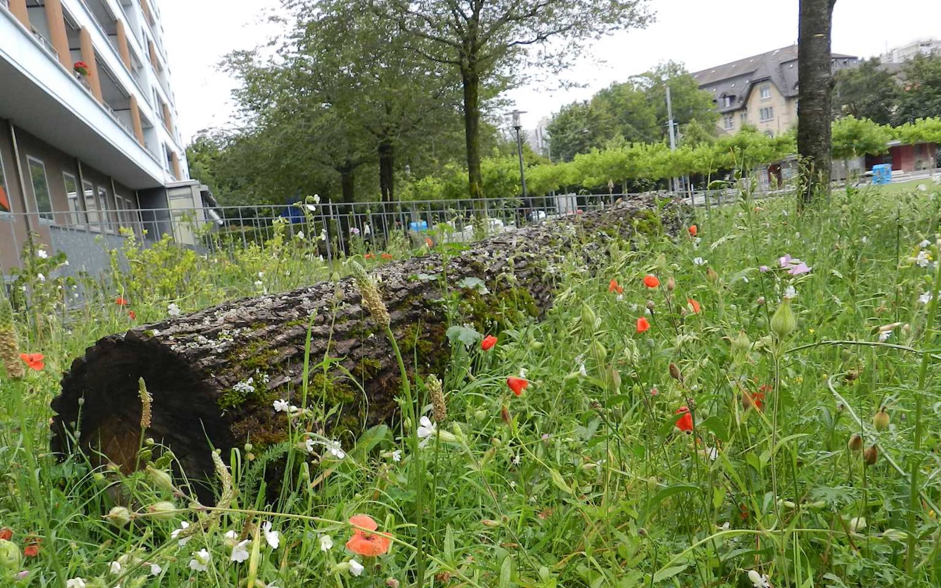 Aufgewertetes Grundstück © Pro Natura Freiburg