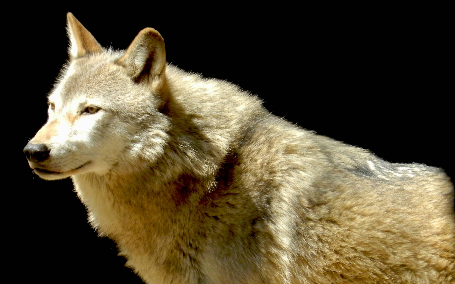 Wolf © Sylvie Rotzetter