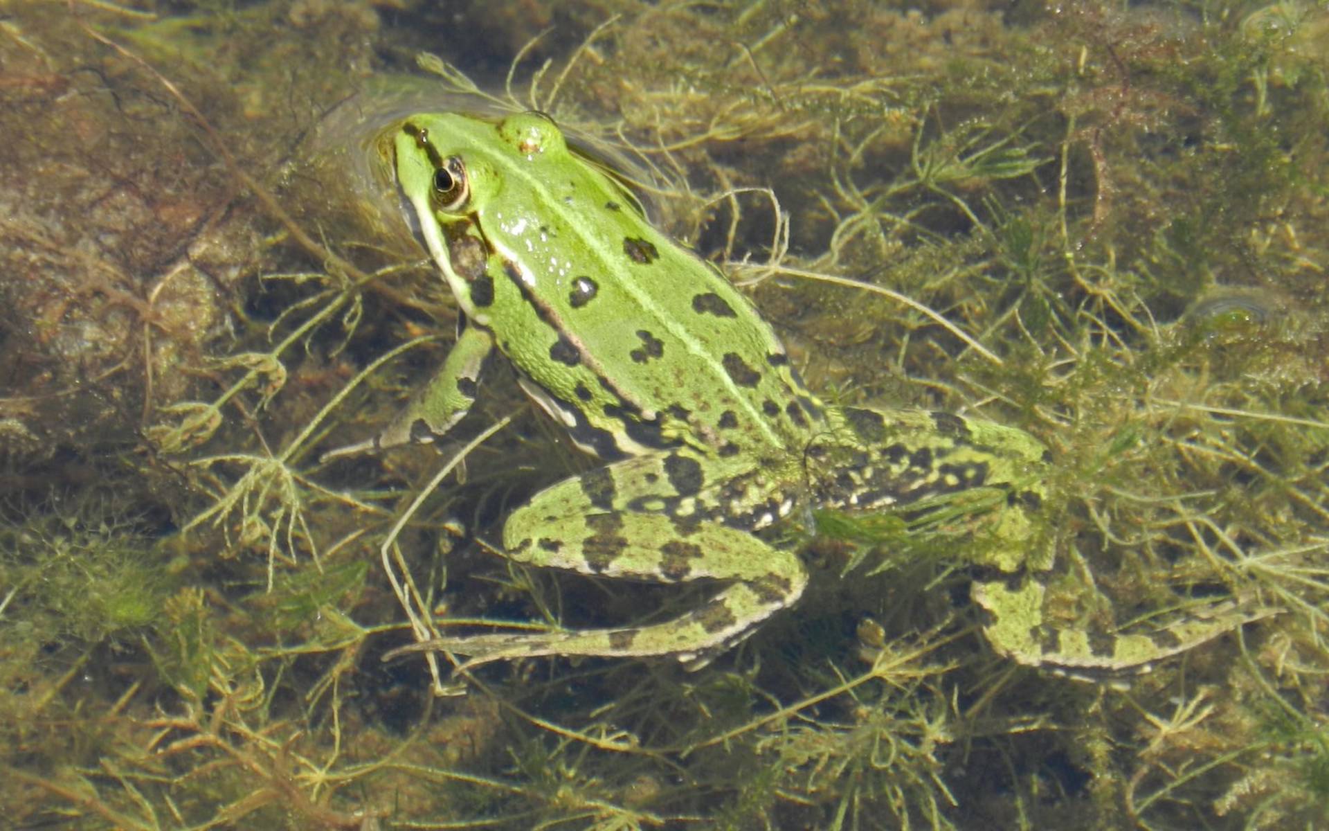Frosch (Rana) © Sylvie Rotzetter