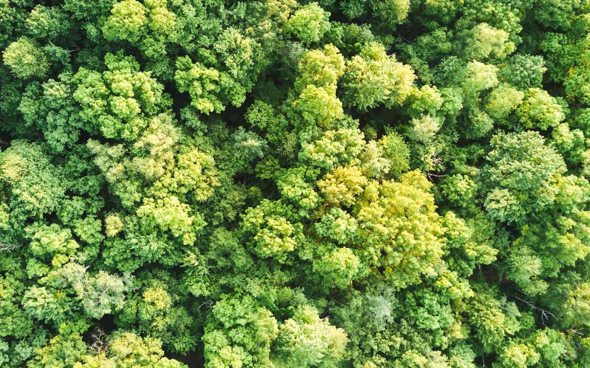 Canopée © Unsplash