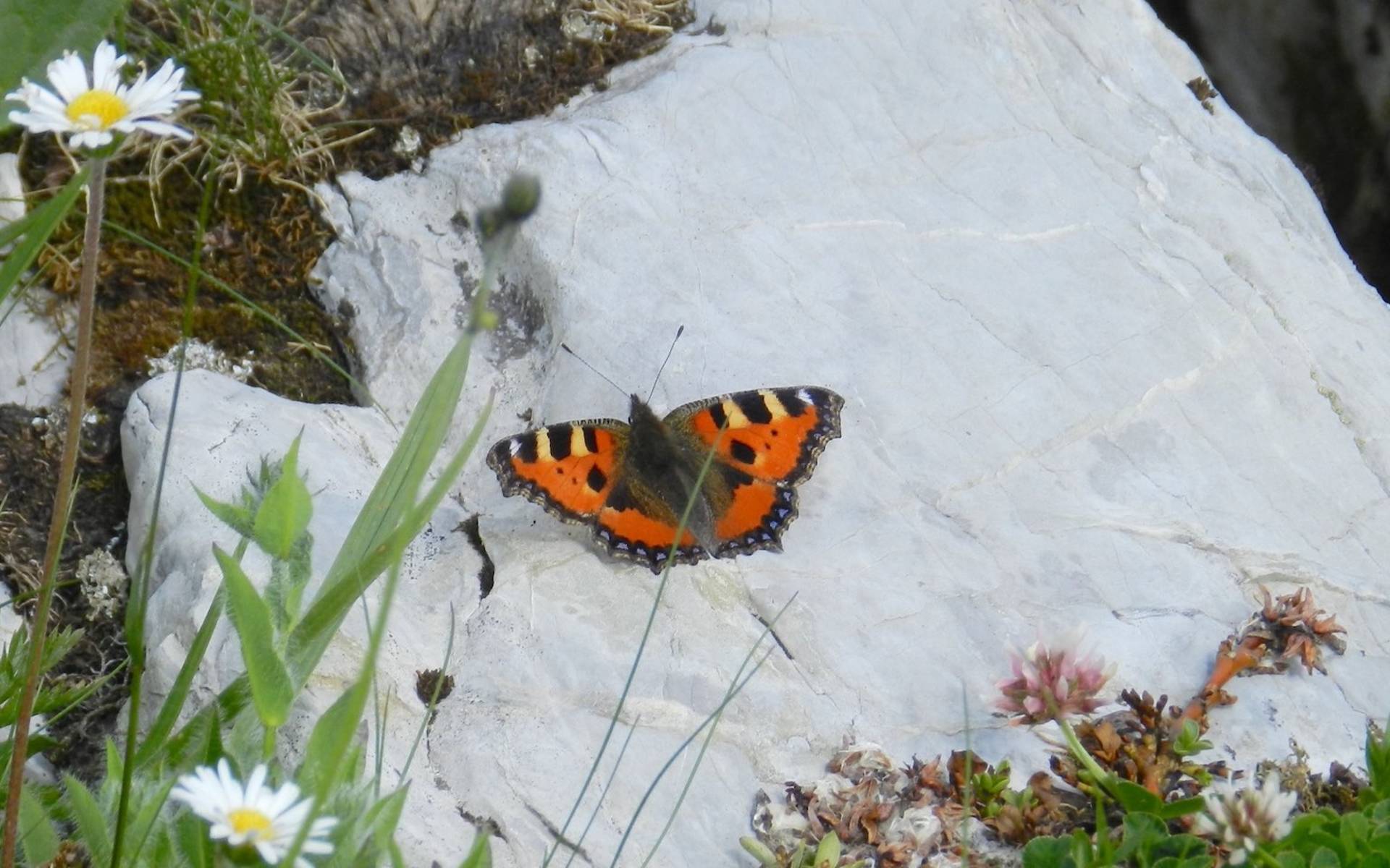 Kleiner Fuchs @ Sylvie Rotzetter
