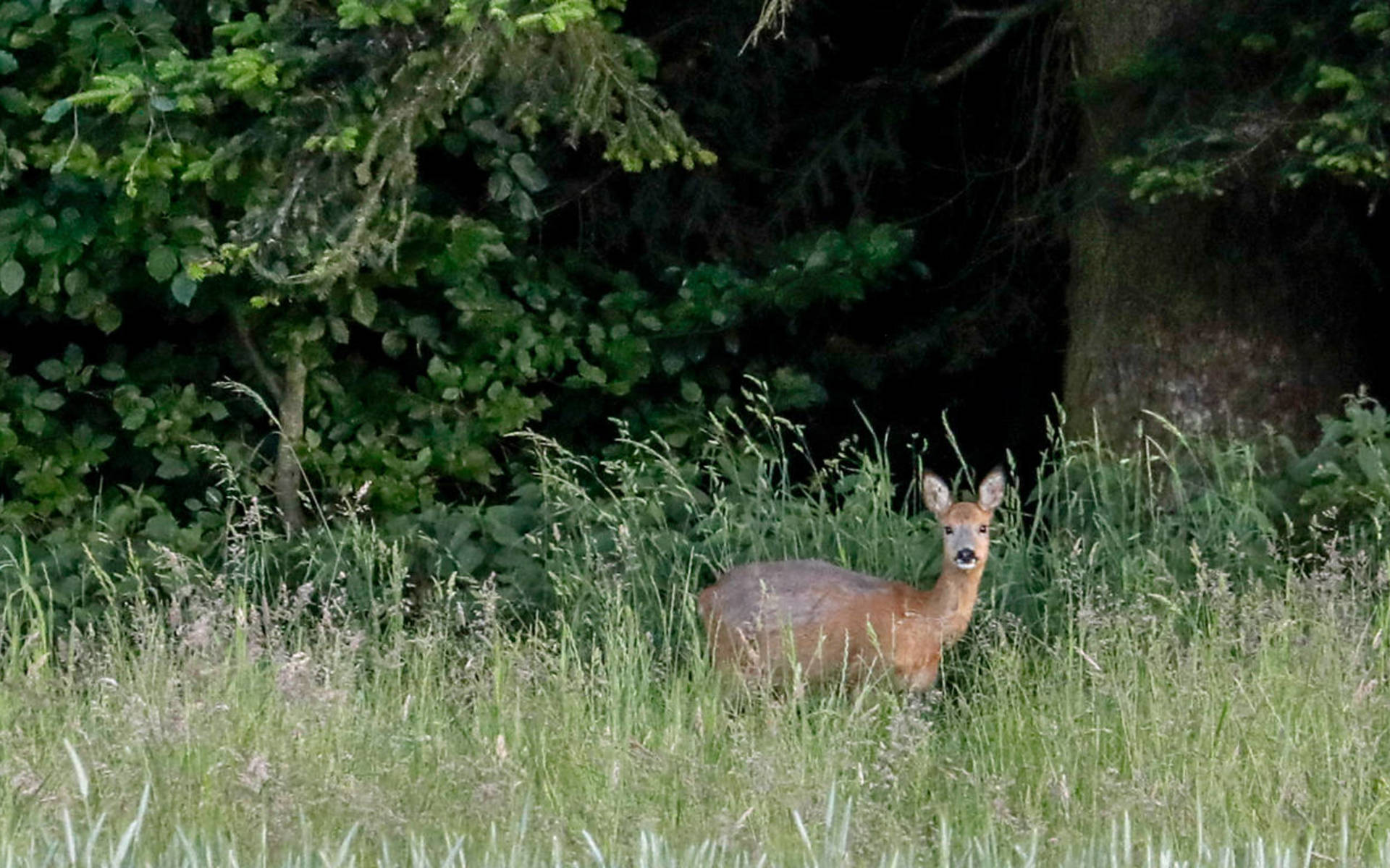 Reh am Waldrand © Matthias Sorg / Pro Natura