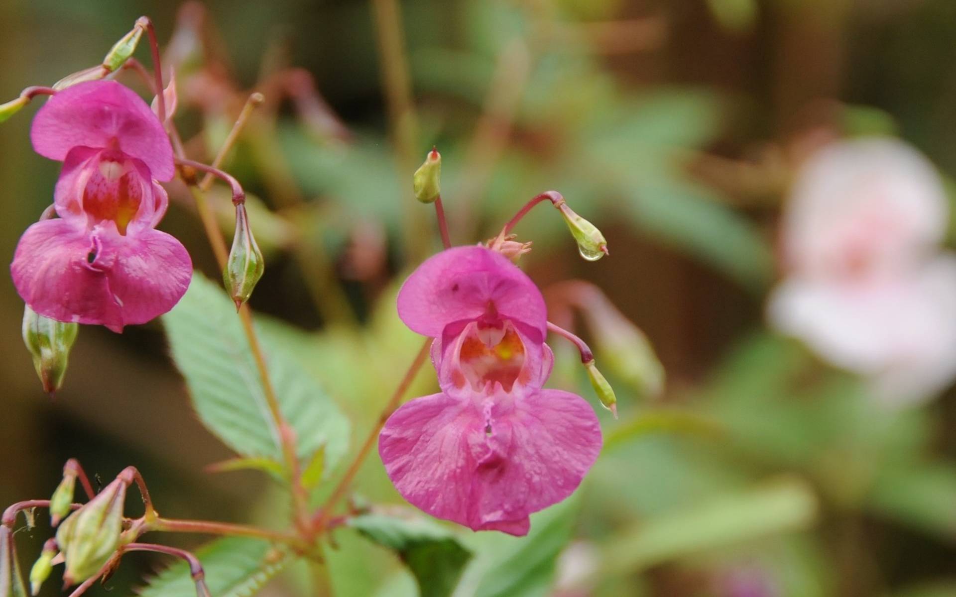 Impatiens © Kirsi Eerikkilä / Pixabay