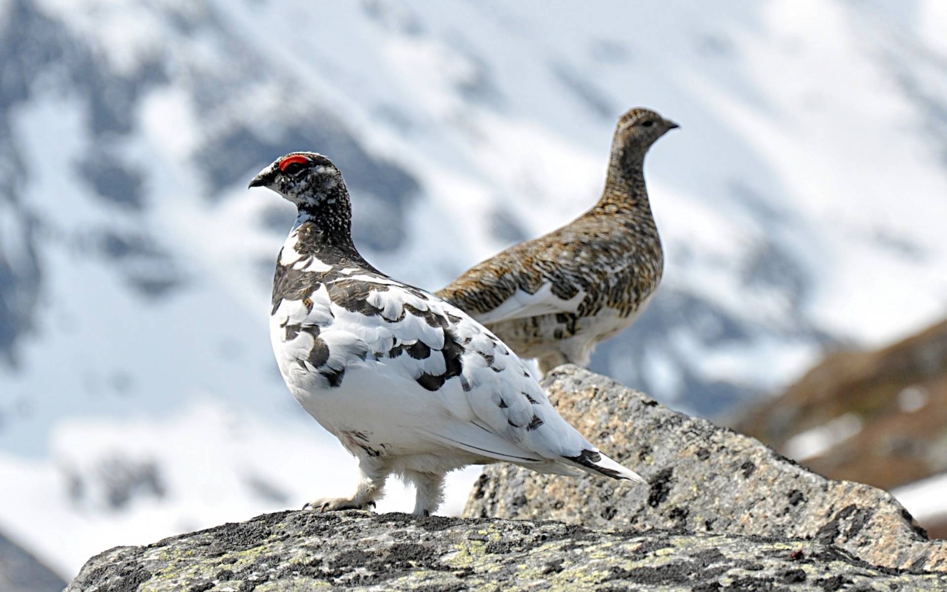 Lagopèdes alpins © Jan Frode Haugseth