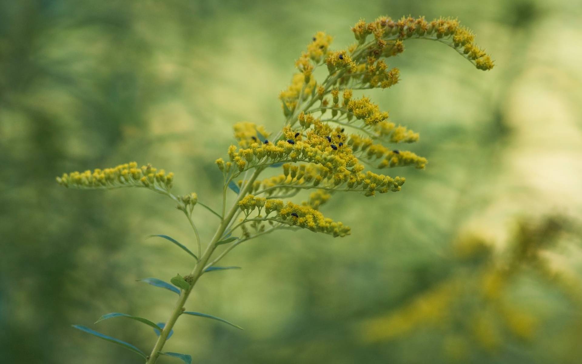 Solidages © Unsplash / Olli Kilpi