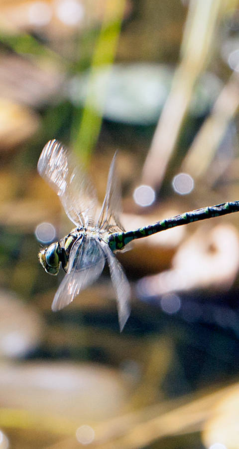 Libelle im Flug