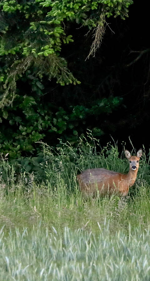 Chevreuils dans la forêt