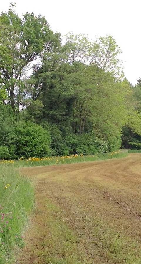 Landwirtschaftsfläche mit Mistaustrag und eingehaltenem Pufferstreifen