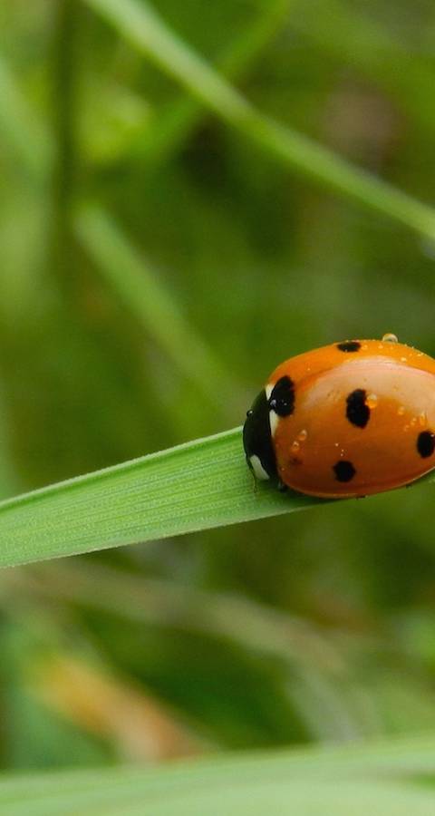 Coccinelle dans l'herbe