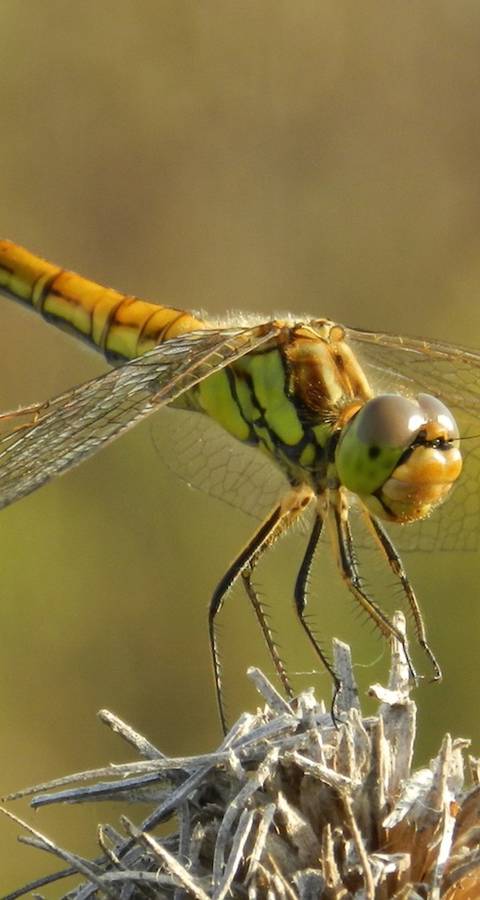 Libellule posée sur une plante