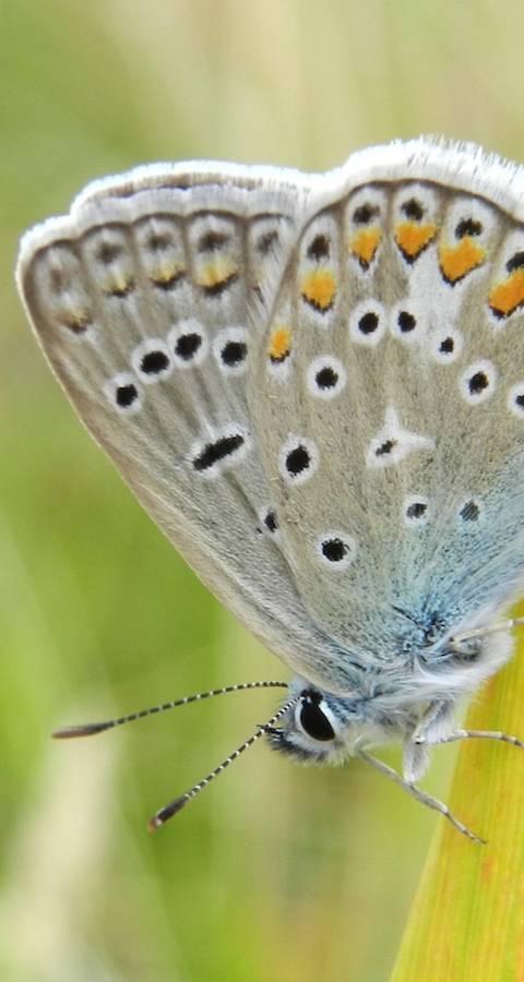 Schmetterling auf einem Grashalm