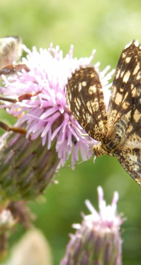 Pollinisateurs sur une fleur