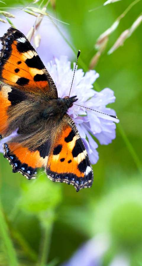 Schmetterling auf Nahrungssuche auf einer Feldblume