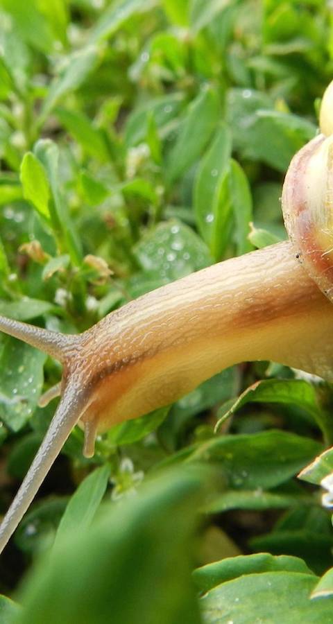 Escargot