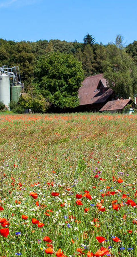 Landwirtschaftsfläche