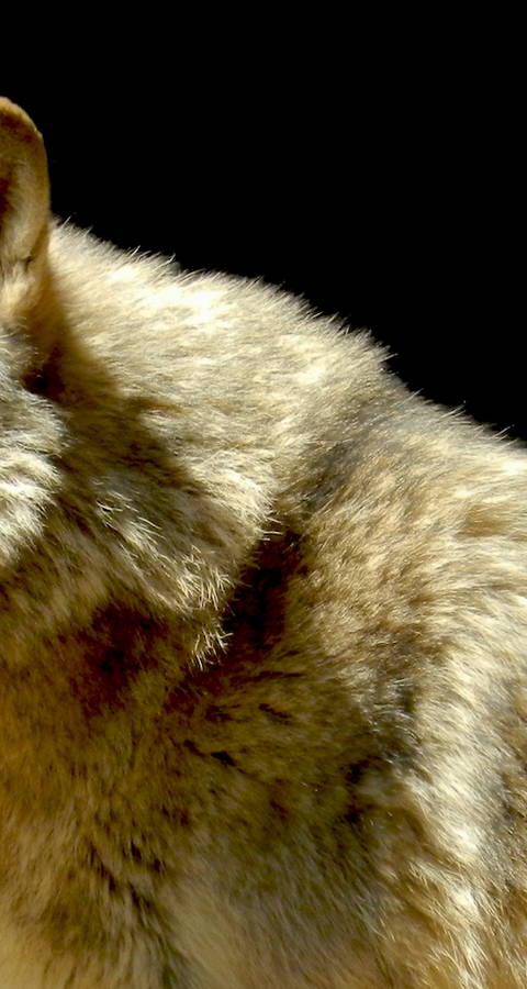 Wolf
