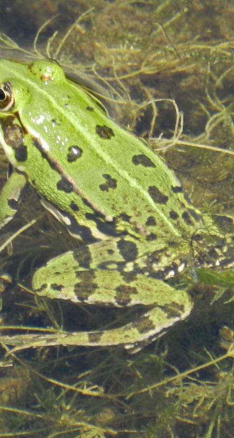 Frosch (Rana)