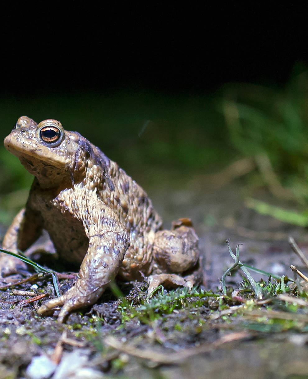 Crapaud commun