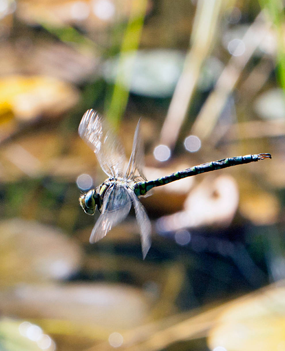 Libelle im Flug