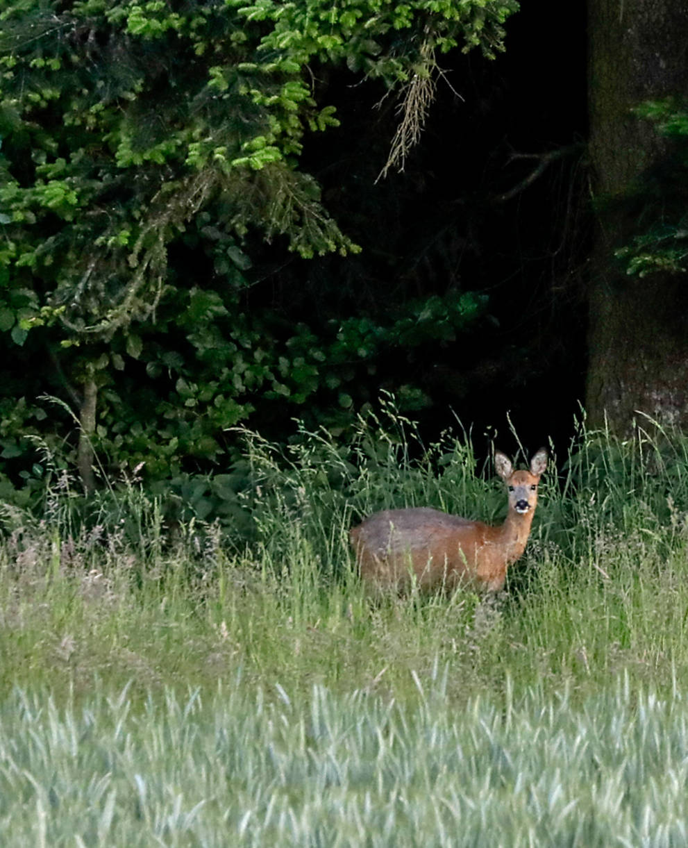 Chevreuils dans la forêt