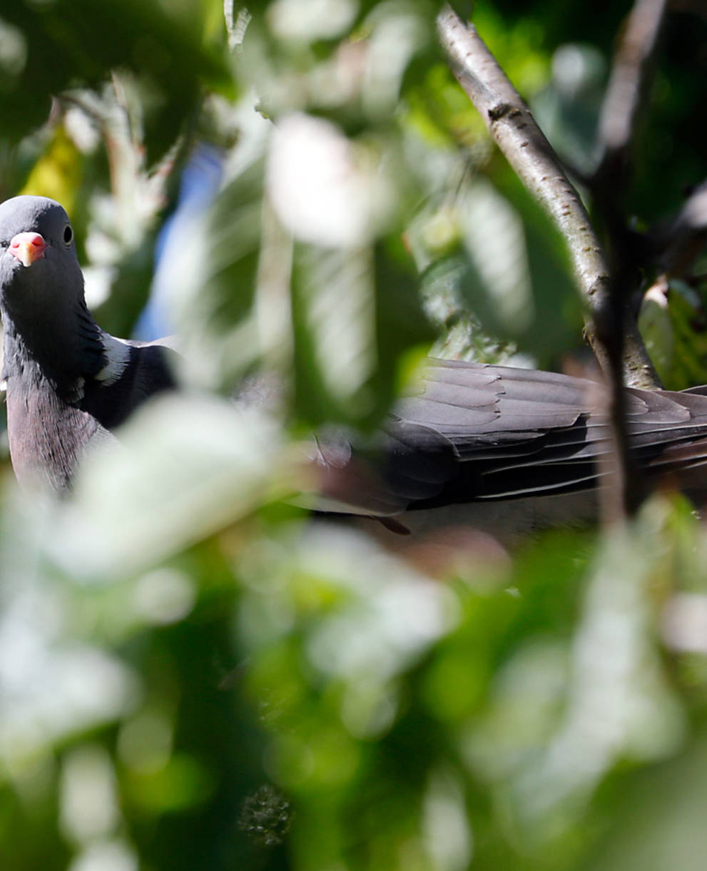 Un pigeon ramier se cache dans les branches d'un arbre