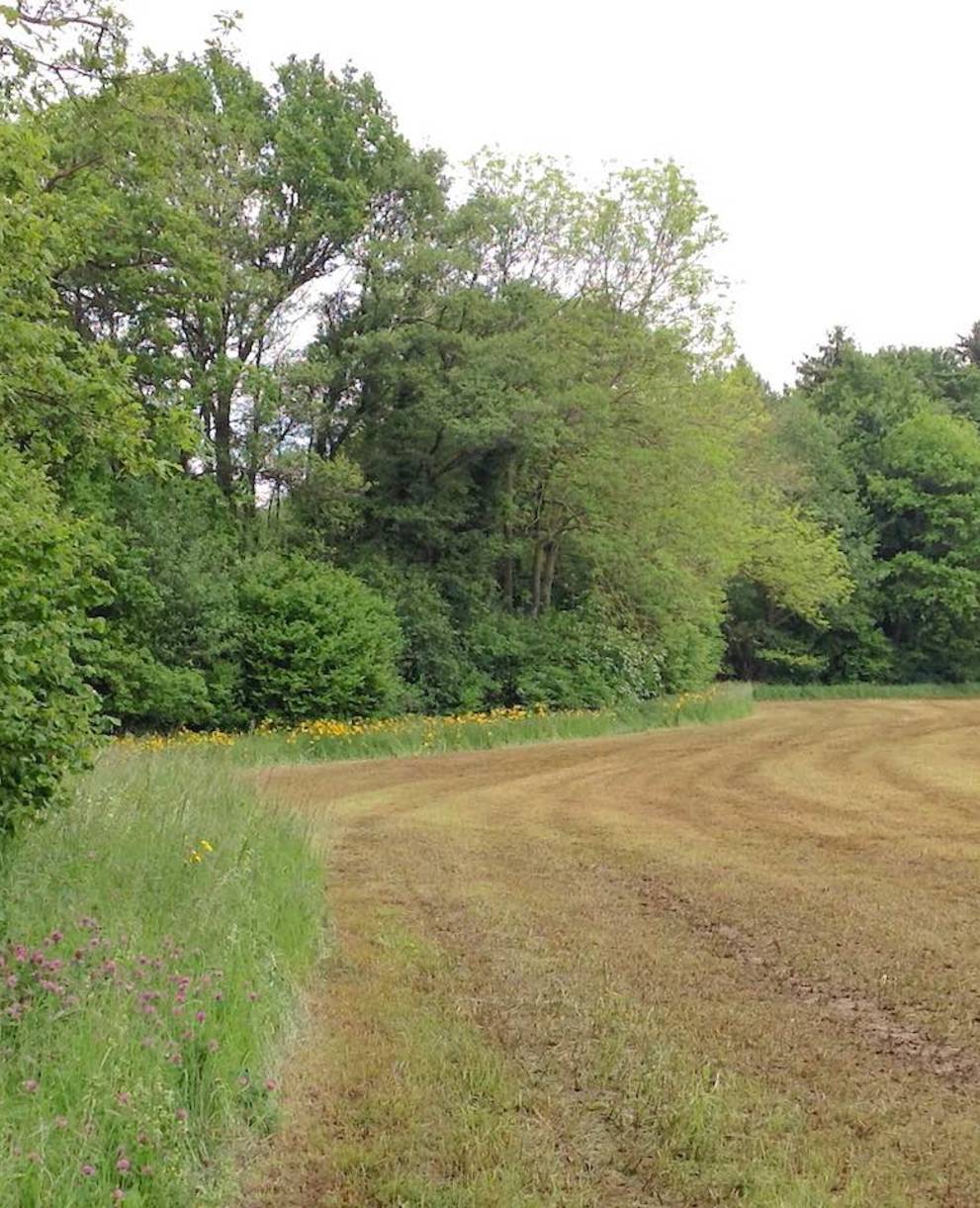 Surface agricole avec épandage de lisier et bordure tampon respectée