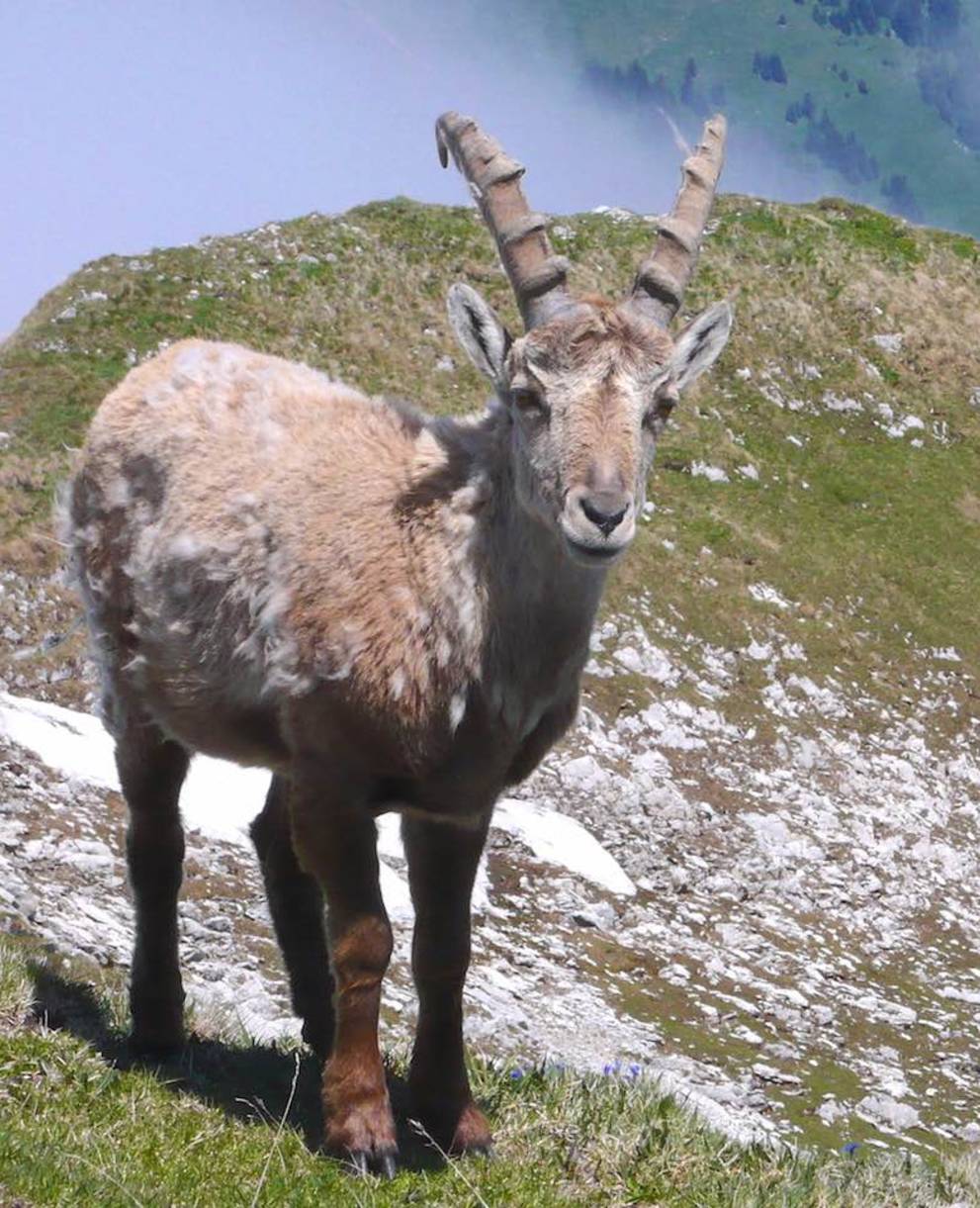 Junger Steinbock auf einem Gipfel