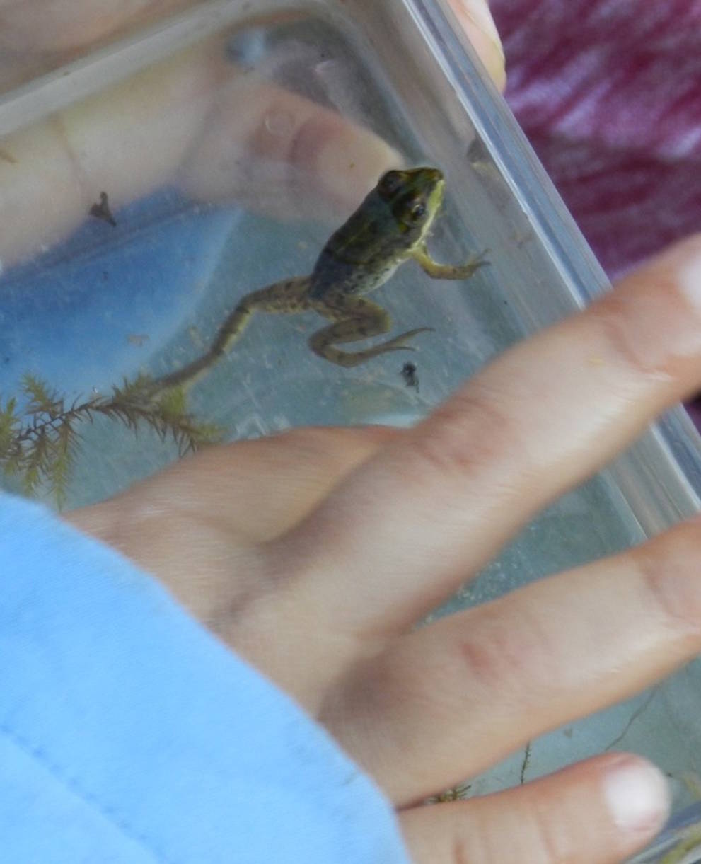 Enfant observant une grenouille @ Sylvie Rotzetter