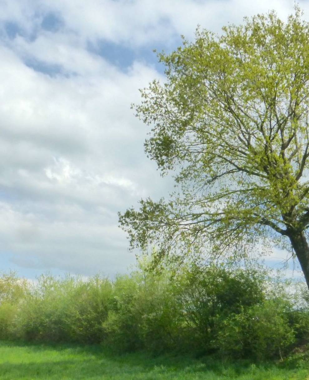 L'une des haies de Lentigny