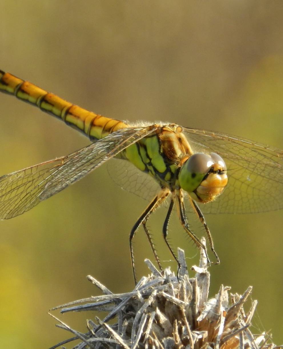 Libellule posée sur une plante