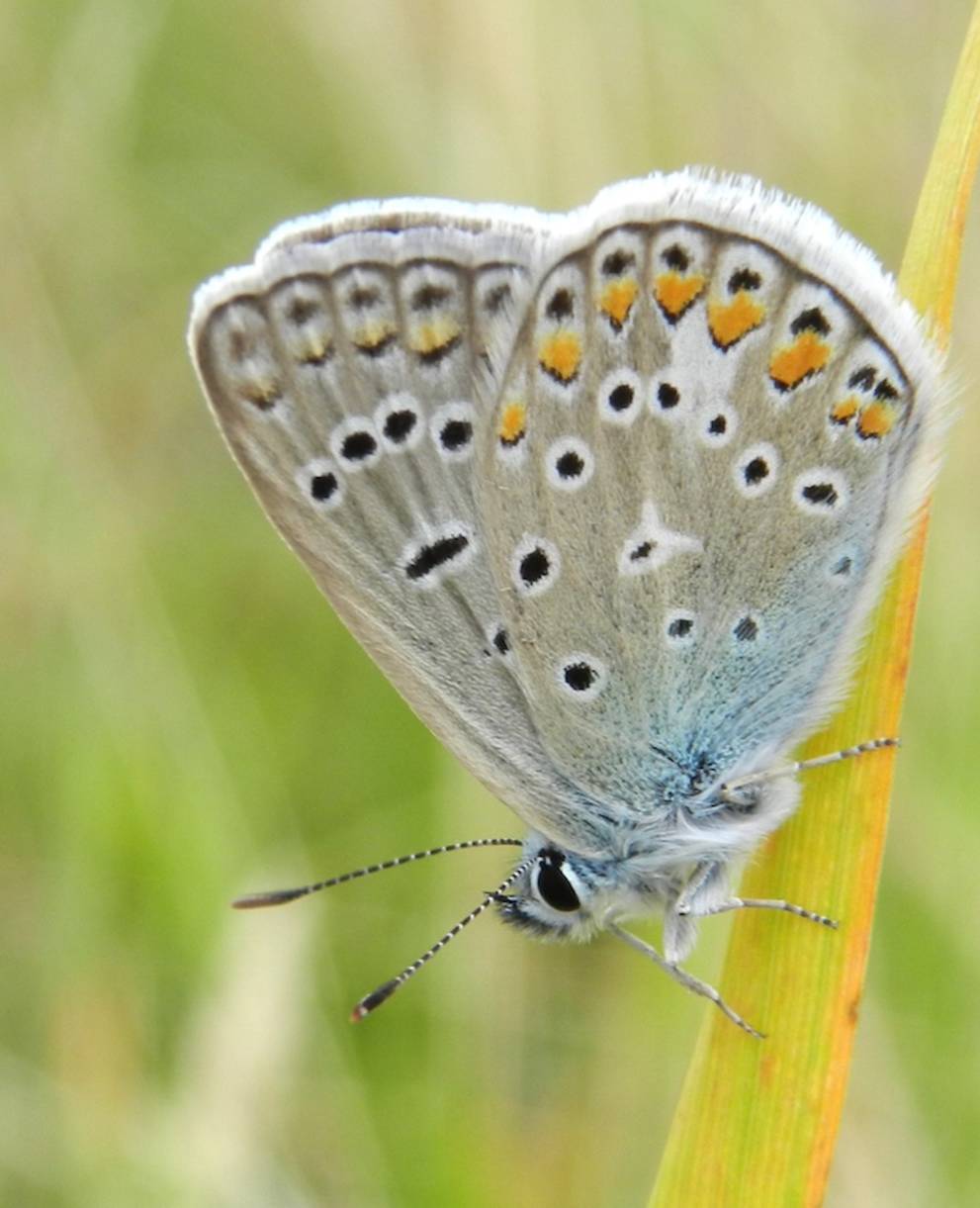 Papillon sur un brin d'herbe