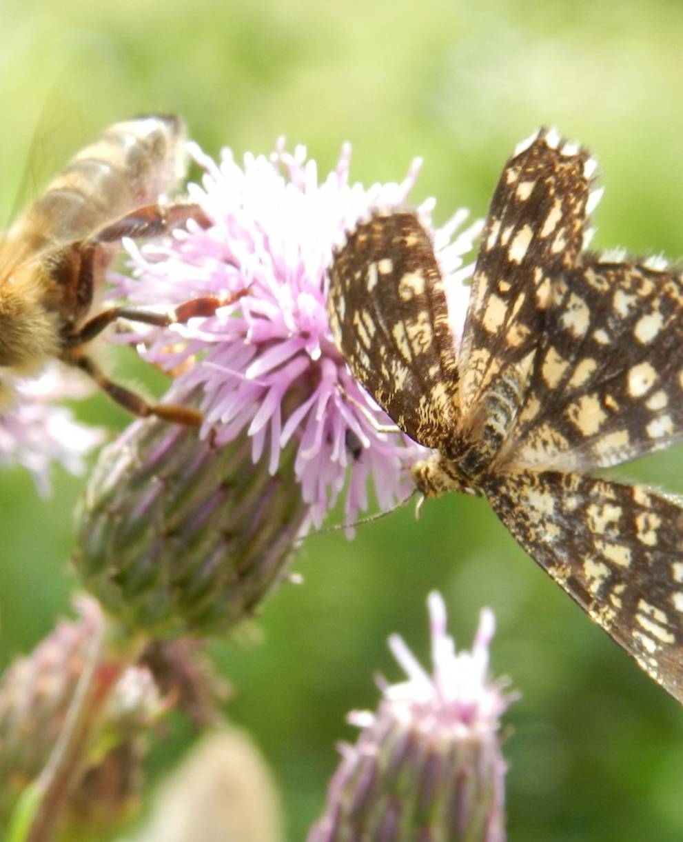 Pollinisateurs sur une fleur