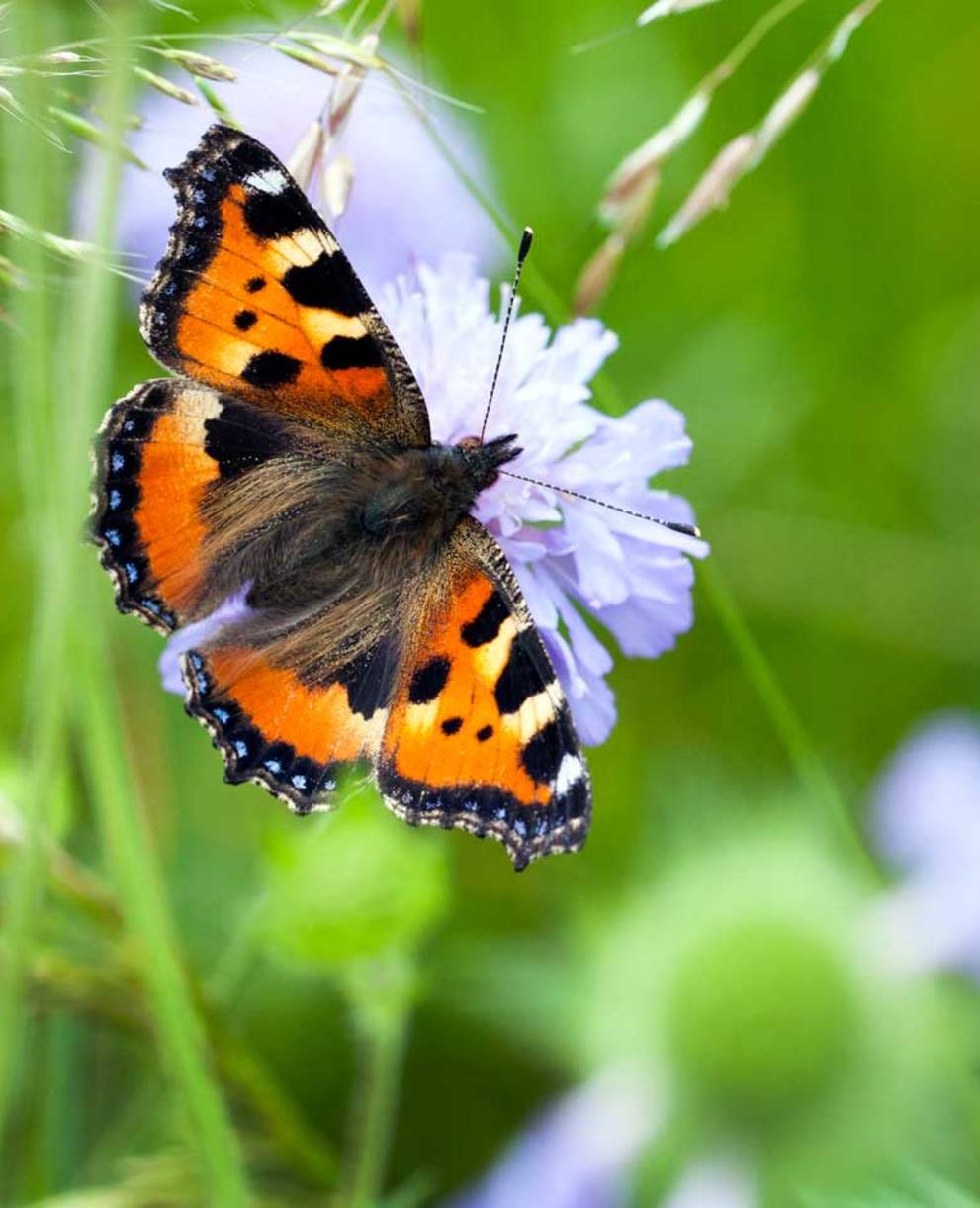 Papillon butinant une fleur des champs